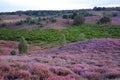 Colorful scenery at sunset with flowering heather in August on the hills of the Posbank in National Park Veluwezoom