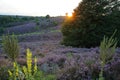 Colorful scenery at sunset with flowering heather in August on the hills of the Posbank in National Park Veluwezoom