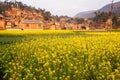 Colorful scenic landscape of blooming mustard field and old charming chinese village. Yellow flowers in full bloom in sunset light Royalty Free Stock Photo