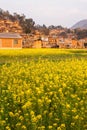 Colorful scenic landscape of blooming mustard field and old charming chinese village. Yellow flowers in full bloom in sunset light Royalty Free Stock Photo