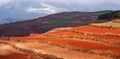 Colorful scenic landscape of Red Land at sunrise, snow mountains and clouds backgrounds. The sun shines down around terraced wheat Royalty Free Stock Photo