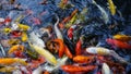 Colorful school of Japanese koi carp fish in the pond Royalty Free Stock Photo