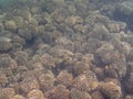 A colorful school of tropical fish on the coral reef in the Oman Royalty Free Stock Photo