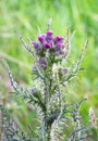 Scotch thistle Onopordum acanthium in Scotland