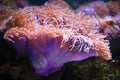 Colorful Sea anemone