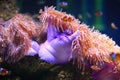 Colorful Sea anemone