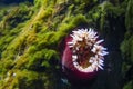 Colorful sea anemone in Blue Planet- National Aquarium in Copenhagen, Denmark. Royalty Free Stock Photo