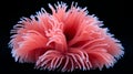 Colorful sea anemone in vibrant deep sea coral reef, showcasing mesmerizing harmony of marine life