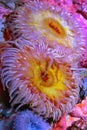 Colorful sea anemones in an aquarium Royalty Free Stock Photo