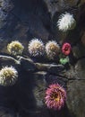 Sea Anemones at Toronto Aquarium Royalty Free Stock Photo