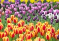 Colorful sea of beautiful tulips