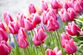 Colorful sea of beautiful tulips Royalty Free Stock Photo