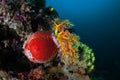 Colorful Sea Cucumber on Indonesian Reef Royalty Free Stock Photo