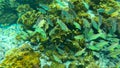 Colorful sea fishes swimming through the vibrant coral reef in a crystal clear body of water