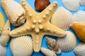 Colorful sea shell background with a starfish Royalty Free Stock Photo