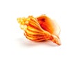 Colorful sea shell isolated on a white background Royalty Free Stock Photo