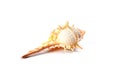 Colorful sea shell isolated on a white background Royalty Free Stock Photo