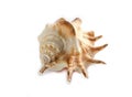 Colorful sea shell isolated on a white background, large size Royalty Free Stock Photo