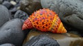 Colorful sea shell on smooth stones