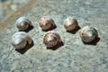 sea shells as holiday souvenirs Royalty Free Stock Photo