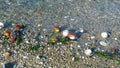 Colorful sea shells on the beach. Seaweed and pebbles Royalty Free Stock Photo