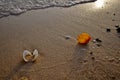 Colorful sea shells on the golden sand of the beach in Saudi Arabia Royalty Free Stock Photo