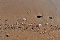 Colorful sea shells on the golden sand of the beach in Saudi Arabia Royalty Free Stock Photo