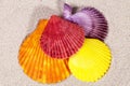 Colorful sea shells of mollusk on the sand, close up Royalty Free Stock Photo