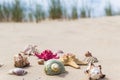 Colorful sea shells sandy beach