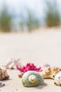 Colorful sea shells sandy beach