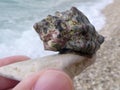 Colorful sea snail leech onto small stone