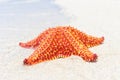 Colorful sea star (Starfish) on a beach