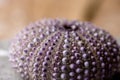 Colorful sea urchin shell closeup