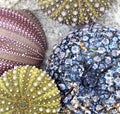 Colorful Sea Urchin Shells