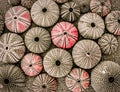 Colorful sea urchin shells on a sandy beach, op view closeup.