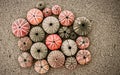 Colorful sea urchin shells on a sandy beach, op view closeup. Royalty Free Stock Photo