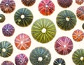 Colorful sea urchin shells top view close up Royalty Free Stock Photo