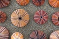 Colorful sea urchin shells on wet sand beach Royalty Free Stock Photo