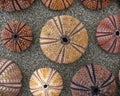 Colorful sea urchin shells on wet sand beach Royalty Free Stock Photo