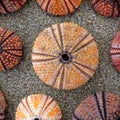 Colorful Sea Urchin Shells On Wet Sand Beach, Light Vignetting