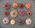 Colorful sea urchin shells on wet sand beach, light vignetting Royalty Free Stock Photo