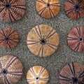 Colorful sea urchin shells on wet sand beach Royalty Free Stock Photo