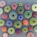 Colorful sea urchin shells on wet sand top view close up, natural pattern background. Royalty Free Stock Photo