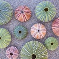 Colorful sea urchins on the beach