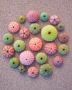 Colorful sea urchins on the beach