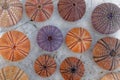 Colorful sea urchins collection on wet white marble Royalty Free Stock Photo