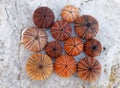 Colorful sea urchins collection on wet white marble, top view closeup Royalty Free Stock Photo