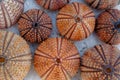 Colorful sea urchins collection on wet white marble, top view closeup Royalty Free Stock Photo