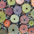 Colorful sea urchins on pebbles beach top view