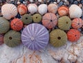 Colorful sea urchins and shells on the beach Royalty Free Stock Photo